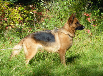 Dam Freya - Quellen German Shepherds