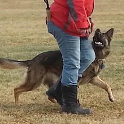 Quellen German Shepherds