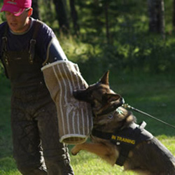 Dam Helliah - Quellen German Shepherds