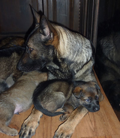 Upcoming Puppies and Litters Quellen German Shepherds