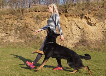Upcoming Puppies and Litters Quellen German Shepherds
